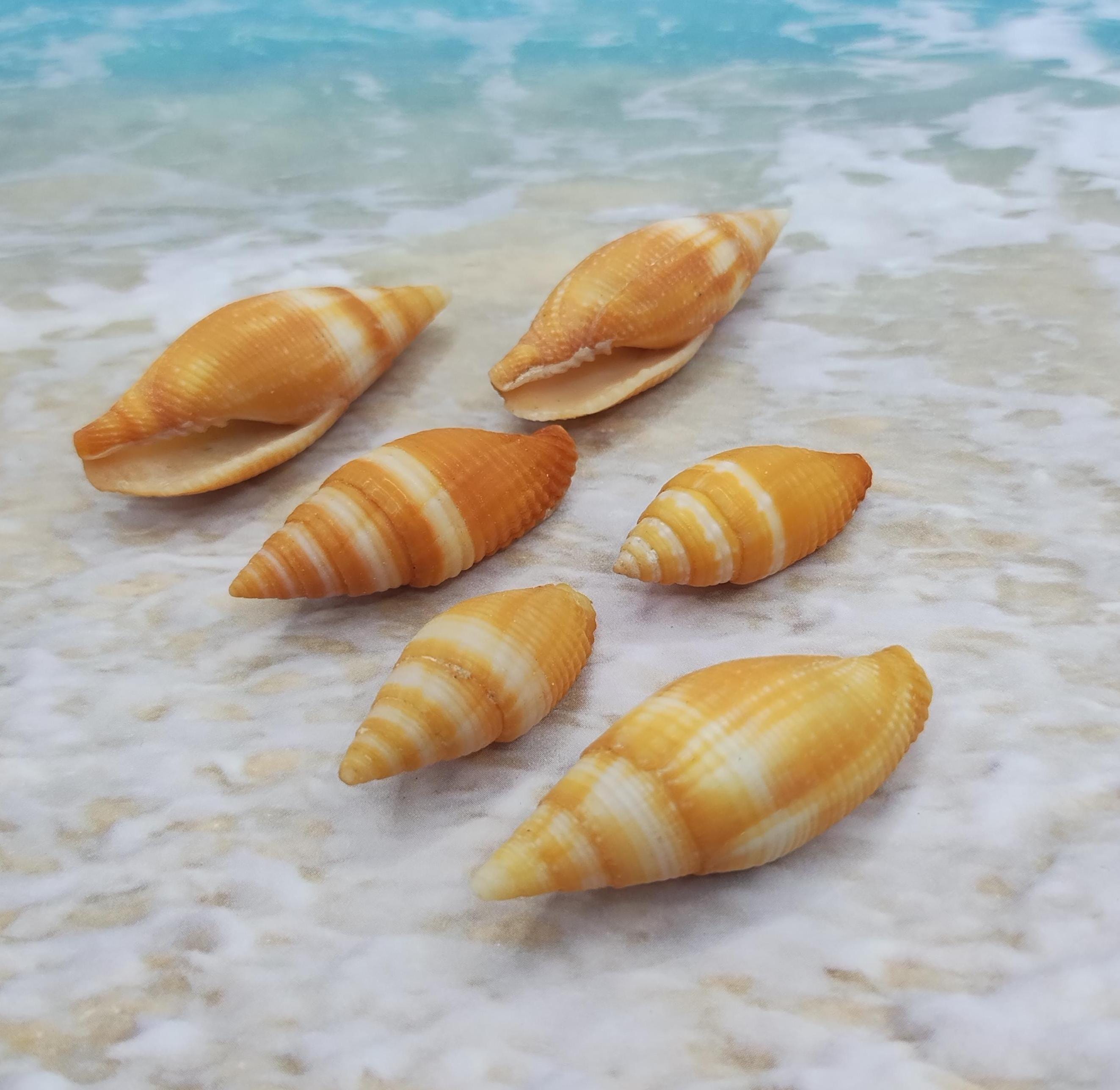 Miter Snail ~ ORANGE & WHITE MITRA ~ Cone Shell ~ Striped Shell - Etsy