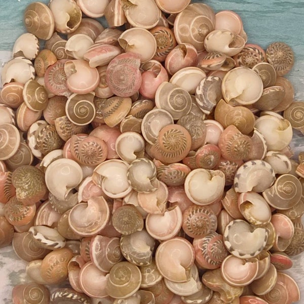 MINI PINK SUNDIAL~10-500 Shells~Jewelry Craft--Beach-Coastal Decor