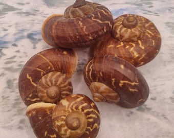 5 APPENDIX SNAIL SEASHELL ~ Fernandezi Snail Shells