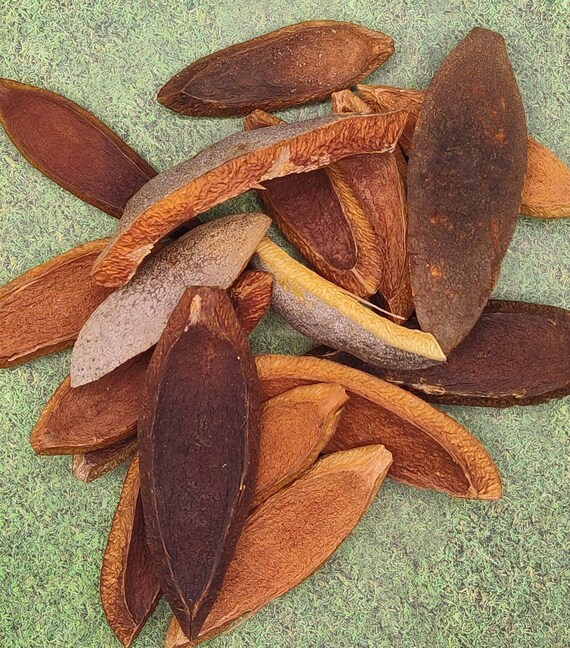 25pcs West Indies Mahogany Wood Tree Seed Pod Slices for Dried Etsy