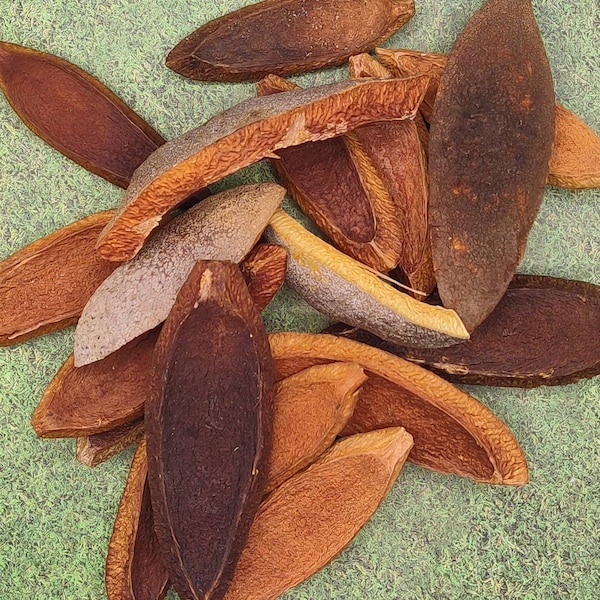 25pcs West Indies Mahogany Wood Tree Seed Pod Slices for Dried Floral Crafts ~ Swietenia Mahagoni ~  Mahogany Wood