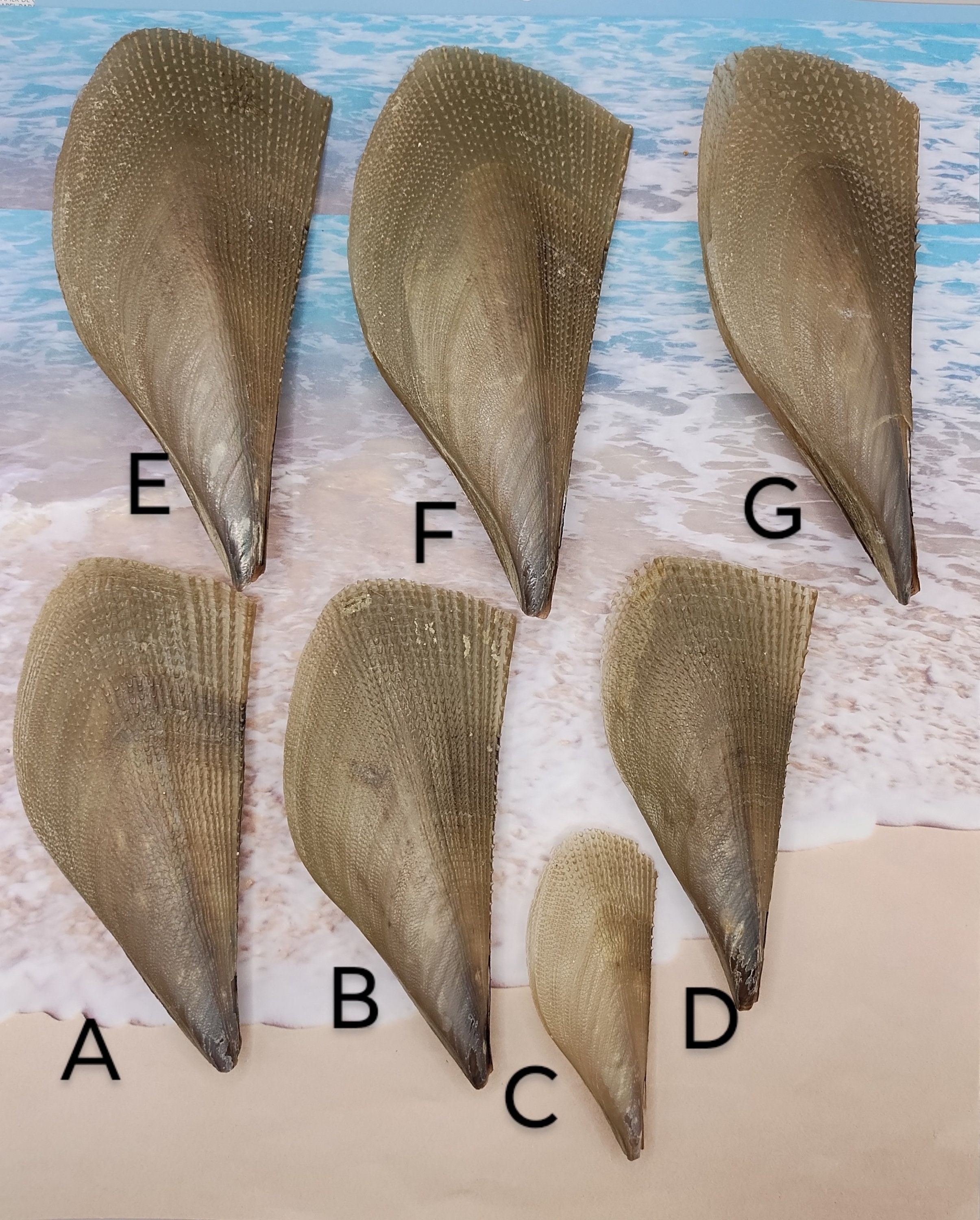 Pair SAWTOOTH PEN SEASHELL ~ Peninsula State Park Florida ~ 3 7/8