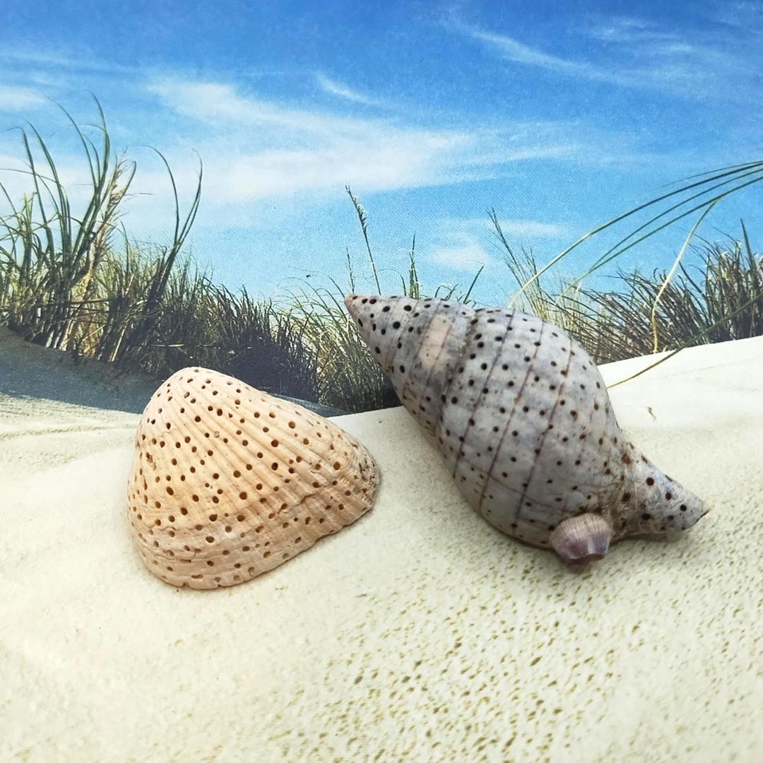 Rare SHELLS W/sponge Holes ~ Cockle & Tulip W/barnacle - Etsy