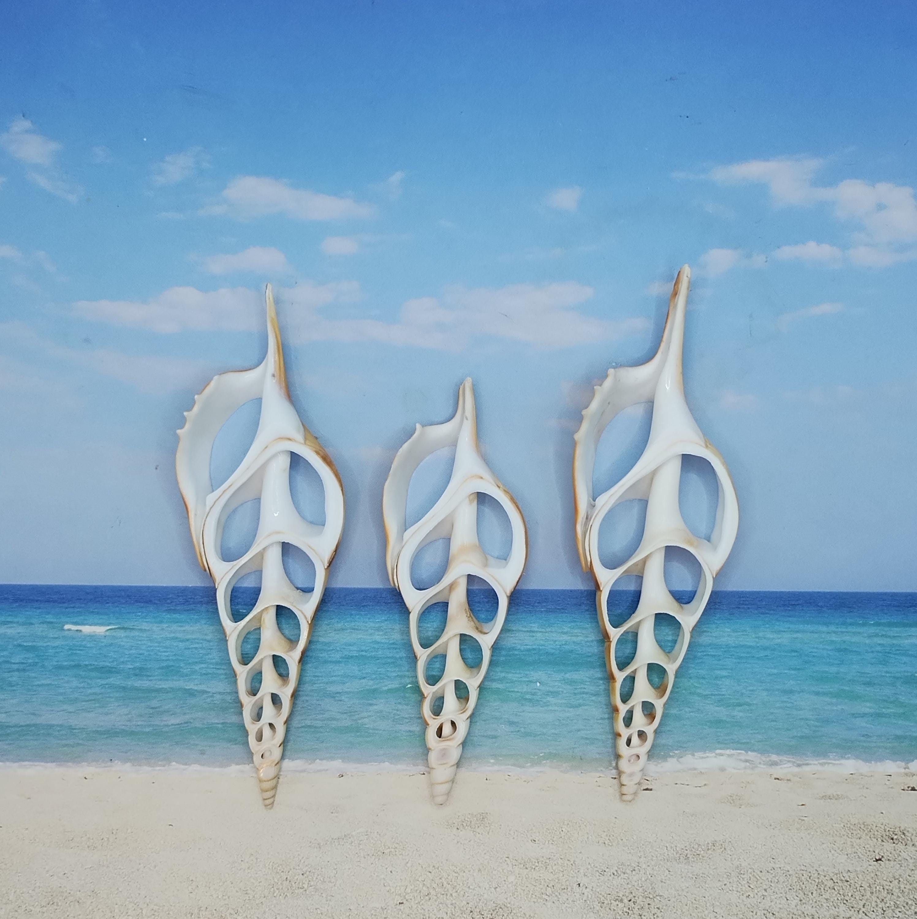 Lg Center Cut TIBIA SHELL SLICES ~ 4" to 6" ~ Ornaments or Shadow Box ...