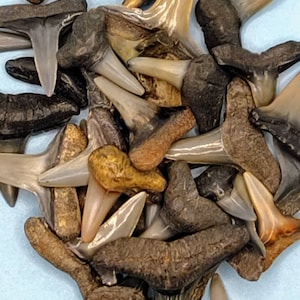 FOSSILIZED SHARK TEETH ~ Peace River Florida