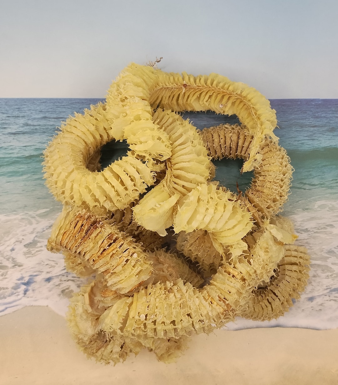 Choose From Types EGG CASINGS 1