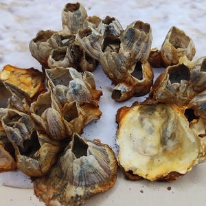 5 RUSTED BARNACLE CLUSTERS w/remnants of resident