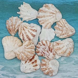 May include: A collection of 11 small, white seashells with brown markings. The shells are arranged in a cluster on a blue background.
