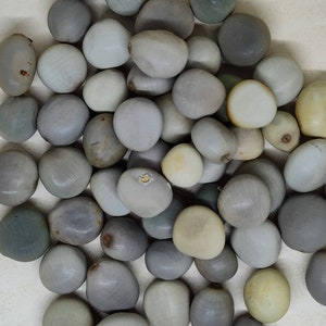 SEA PEARL BEAN ~ 1-25pcs ~ Gray & Tan Nicker Bean ~ Sea Bean