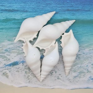 May include: Five white seashells with a spiral shape. The shells are arranged in a cluster on a sandy beach with blue water in the background.