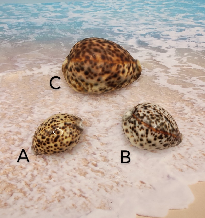 L2 ~ Large Tiger Cowrie ~ Cypraea Tigris ~ Mother Nature ~ Natural ...
