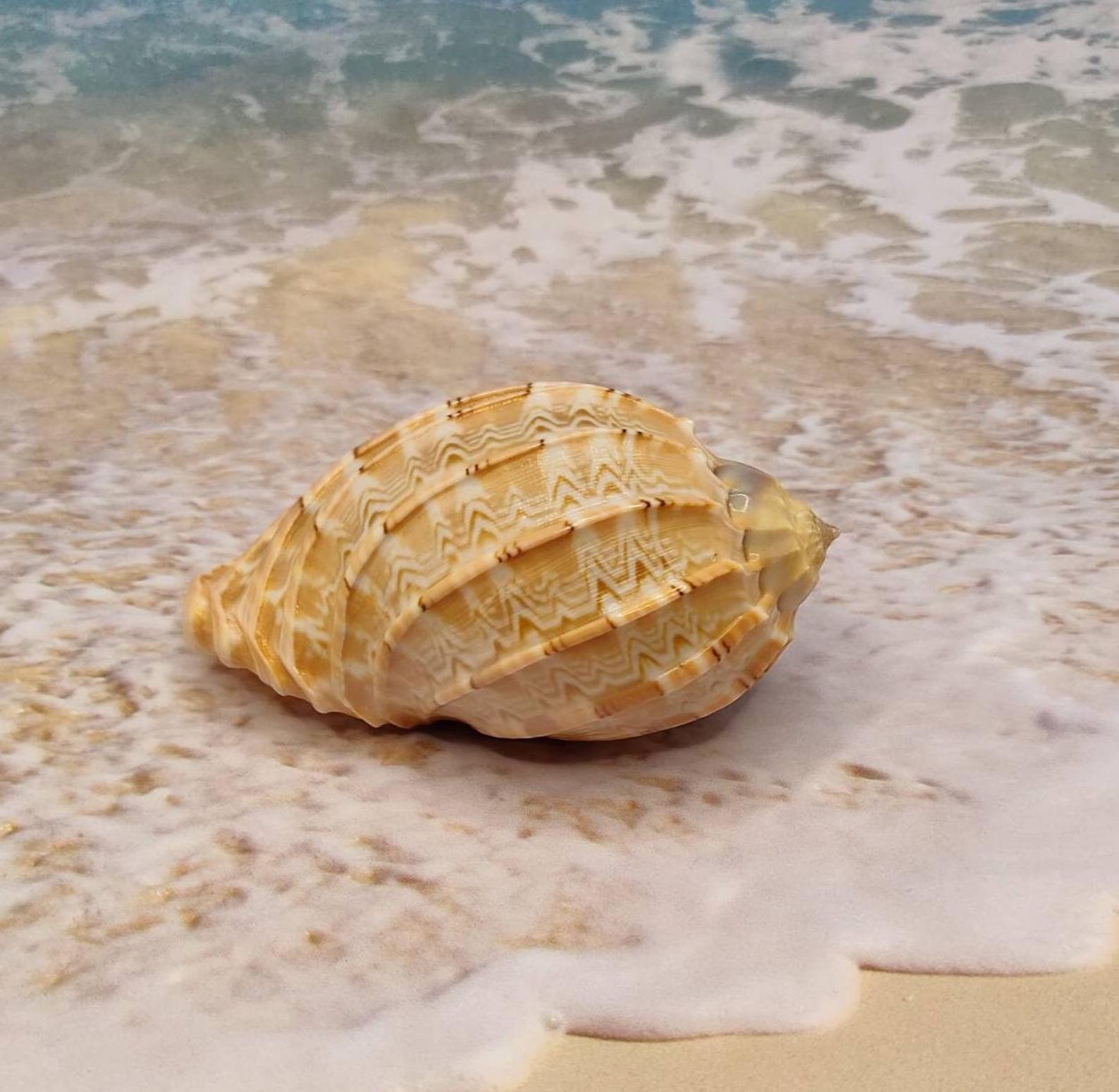 HARPA MAJOR MELON Shell~ Swollen Harp Seashell ~ Volute Shell - Etsy