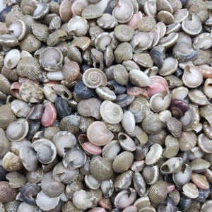 May include: A collection of small, natural seashells in various shades of brown, white, and pink. The shells are arranged in a random pattern, creating a visually appealing and textured surface.