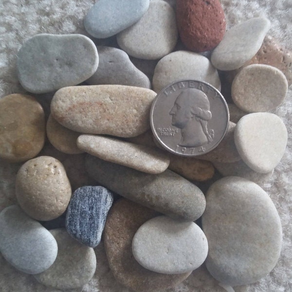 STONE REEF ROCK ~ 10-100pcs ~ up to Quarter size ~ Pebbles Zen ~ Fairy Garden ~  Beach Coastal  ~ Jewelry Craft ~  Terrarium ~  Dollhouse