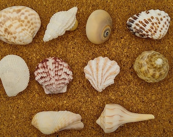 Könnte beinhalten: Eine Sammlung von zehn Muscheln in verschiedenen Formen, Größen und Farben. Die Muscheln sind auf einer braunen, strukturierten Oberfläche angeordnet. Einige der Muscheln sind weiß, einige sind braun und einige haben eine rotbraune Farbe.