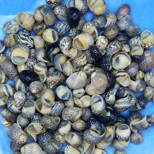 May include: A large collection of small, spiraled seashells with varied textures and patterns in shades of brown, black, gray, and cream. Each shell features a smooth, light-colored interior opening, creating a dense, textured arrangement.