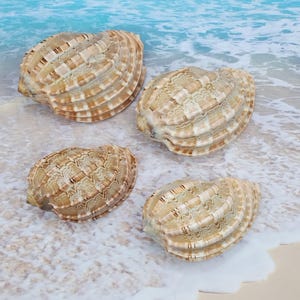 May include: Four seashells with a textured, patterned surface. The shells are a light brown color with darker brown stripes. The shells are arranged in a row on a white sandy beach.