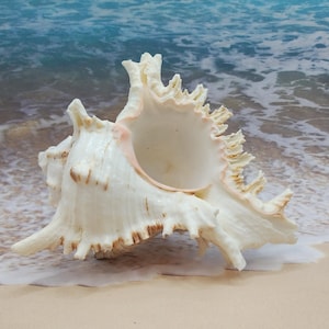 May include: A large, white seashell with a pink interior and intricate, spiky edges. The shell is lying on a sandy beach with blue water in the background.