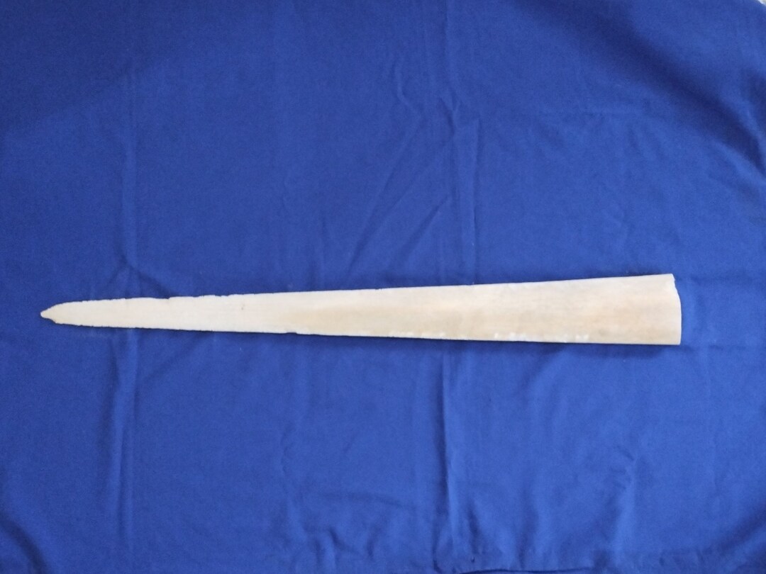 32 SWORDFISH BILL for Carving Marine Specimen Taxidermy Free Shipping Etsy