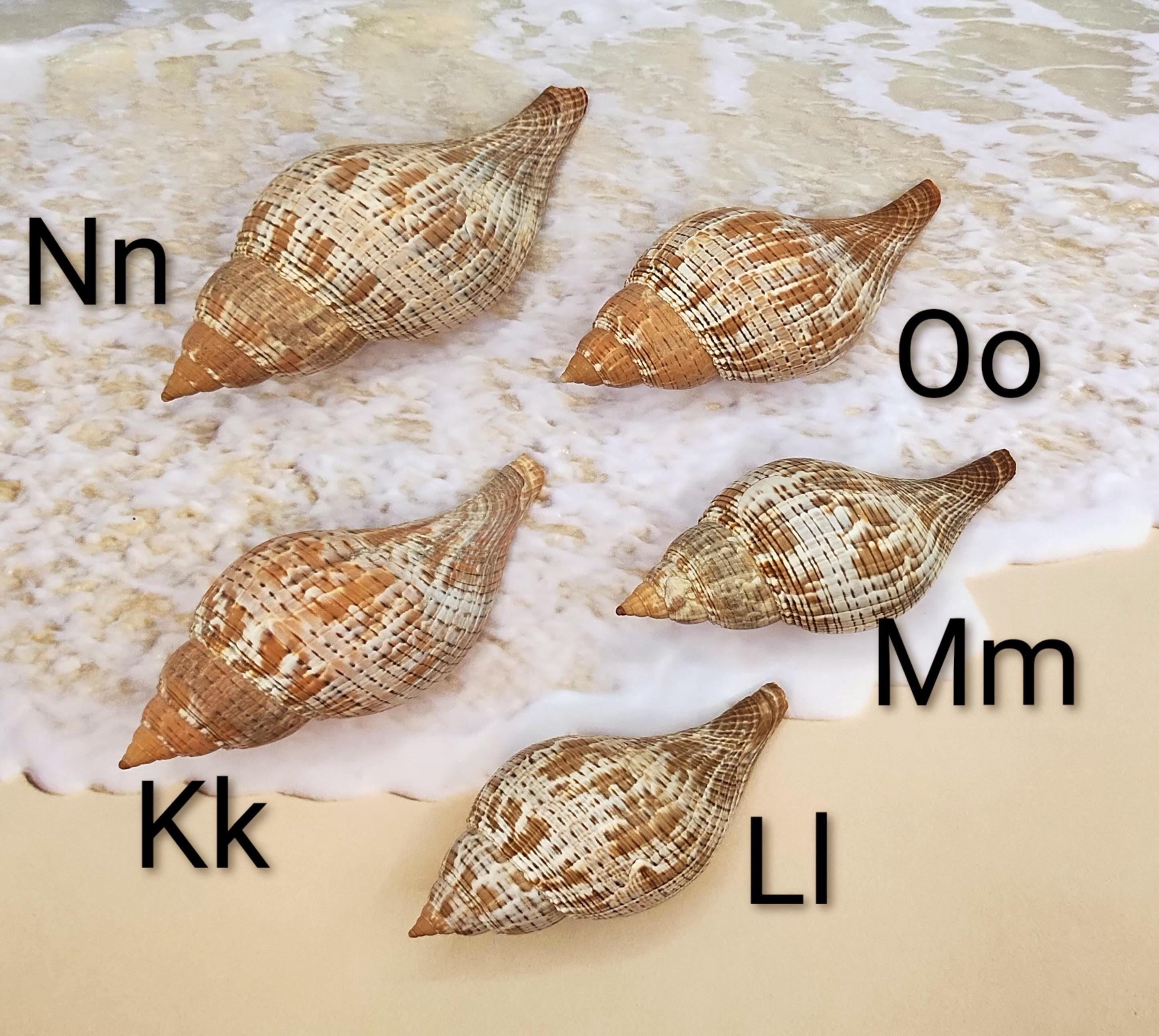 Tulia Sea Shell TULIP SEASHELLS ~ Palm Beach~ Fasciolaria ~ Banded ~ Coastal~beach ...
