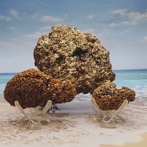 HONEYCOMB TUBEWORM COLONY Choose Palm Beach Find Rock like Honeycomb Texture Mass of Tube worms Cemented sand & shell bits image 1