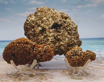 HONEYCOMB TUBEWORM COLONY ~ Choose ~Palm Beach Find ~ Rock like ~ Honeycomb Texture ~ Mass of Tube worms ~ Cemented sand & shell bits