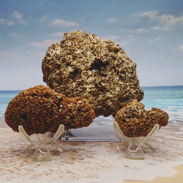 HONEYCOMB TUBEWORM COLONY ~ Choose ~Palm Beach Find ~ Rock like ~ Honeycomb Texture ~ Mass of Tube worms ~ Cemented sand & shell bits