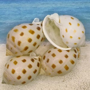 SCOTCH BONNET SEASHELLS~Cassis Phalium Bisulcatum~Coastal~Beach Decor~Jewelry-Sailors Valentine~