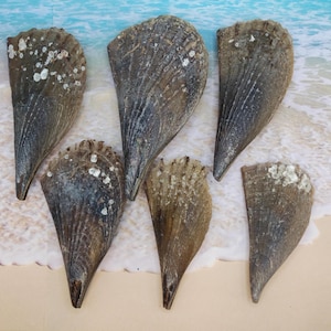 May include: A collection of six fan-shaped pen shells with dark brown, textured surfaces and visible ridges. Each shell features a pointed base and a wide, rounded top edge, with some shells displaying small, white, calcified deposits on their exterior.