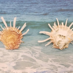 May include: Two white and brown spiky seashells on a sandy beach with foamy waves in the background.
