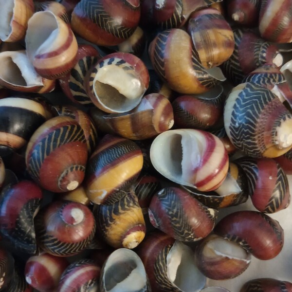 RED RACER NERITES ~ Striped mini seashells