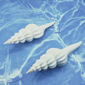 WHITE SPINDLE SHELL ~ Fusinus salisburyi  ~ Spiral Seashell