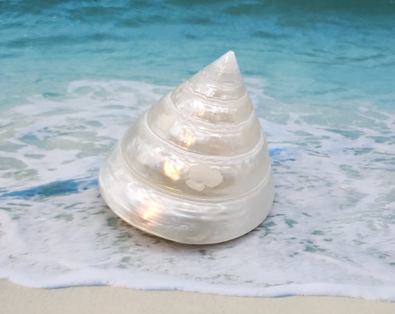 thumbnail image 2 of 10 Pearl Tectus Stellatus Sea Shells – 1-1/4 To 1-1/2 Inch, Natural Beach Decor, Craft Supplies 2 of 6