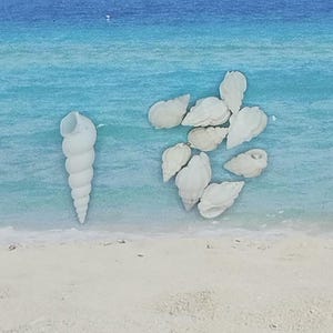 May include: An assortment of white seashells on a sandy beach with a blue ocean backdrop. The shells vary in size and shape, with one tall, spiral shell standing out. The scene evokes a coastal theme.