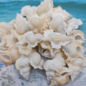 1 to 25  Maple Leaf shells Bursa ~  Apolon Perca ~ Frog shell ~ Sea snail