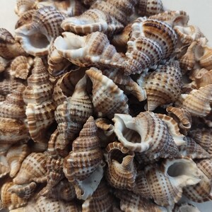 May include: A collection of small, spiraled sea shells featuring a textured surface with brown and white mottled patterns. Each shell has a pointed apex and a wide, open aperture, showcasing the natural, intricate ridges and whorls of the marine gastropod structures clustered together in a dense, overlapping arrangement.