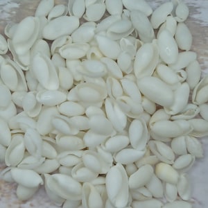 May include: A large pile of white seashells. The shells are smooth and oval-shaped.