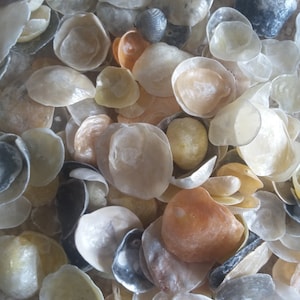 May include: A collection of various sized and shaped seashells in shades of white, gray, and brown. The shells are arranged in a random pattern, creating a natural and organic aesthetic.