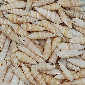 SHINY ATLANTIC AUGERS~ 10-100pcs ~ Spiral ~ Cone Seashells ~ Coastal  Beach ~ Cottage Decor ~ Craft Jewelry ~ Bulk Seashells