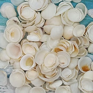 May include: A collection of white seashells, some stacked on top of each other, with a variety of shapes and sizes.