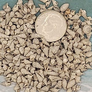 May include: A close-up image of a large pile of small, gray, seashells. The shells are all different shapes and sizes, but they are all very small. A silver US dime is in the center of the image for scale.