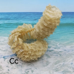 Choose from 22 EGG  CASINGS ~ 4" to 28" ~ Horse conch ~ Whelk ~ FREE 25 micro seashells ~ Whelk or horse conch