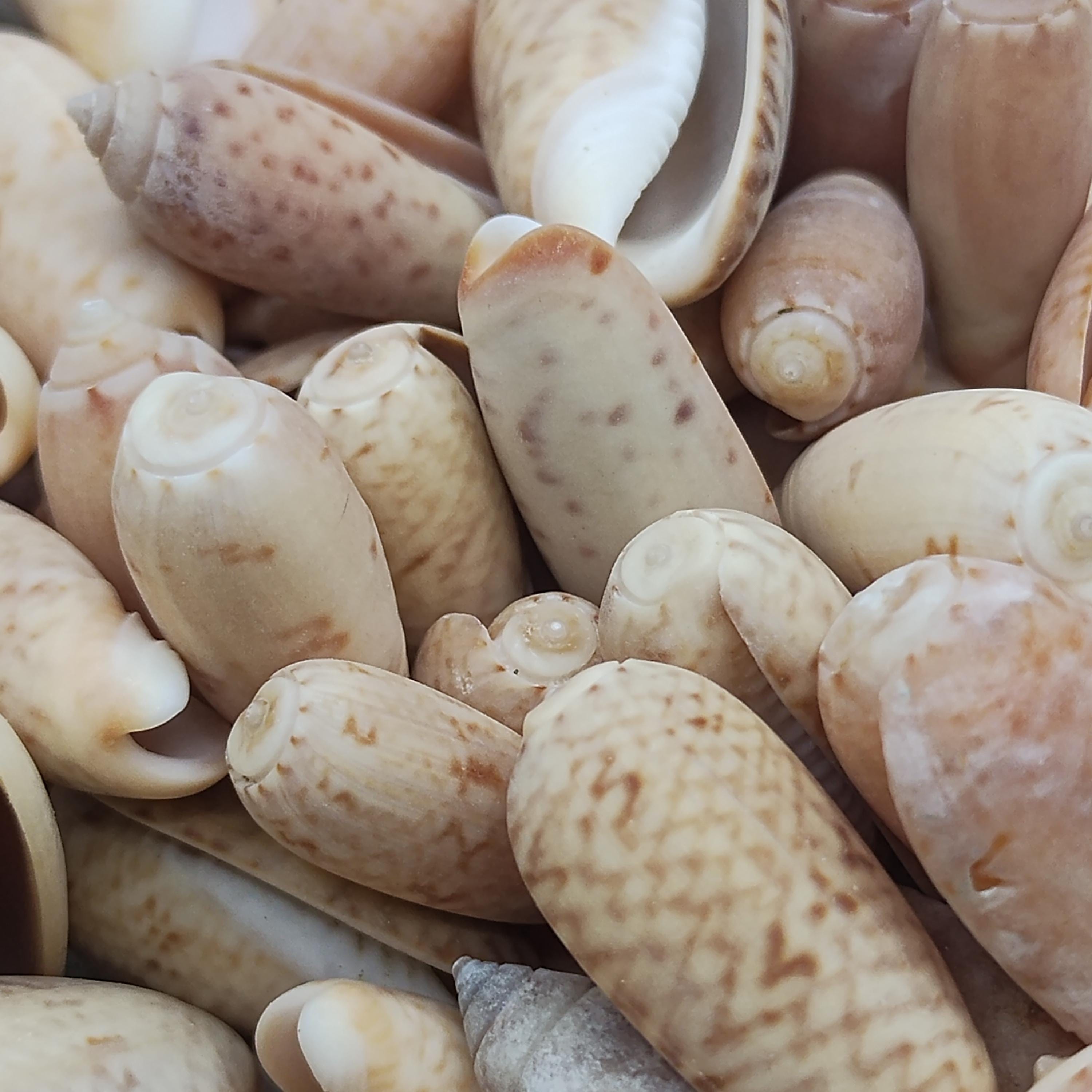 Mini BROWN OLIVE SHELLS ~ Oliva Sayana ~ Brown Olive Shells 1/2