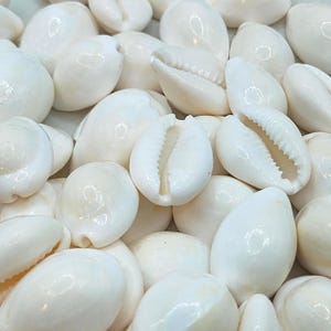 PURE WHITE COWRIE ~Cypraea ~ 5/8&quot; to 1&quot; ~ Sailor&#39;s Valentine ~ Jewelry ~ Craft