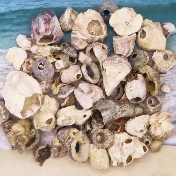 Surf Tumbled BARNACLE PIECES ~ Curiosity ~ Oddity  ~ Florida Beach Find