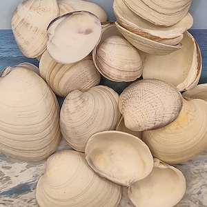 May include: A collection of various seashells in shades of cream and tan, with subtle striped patterns. Some shells are open, revealing the interior. The shells are arranged on a surface with a blue and white ocean-themed background.