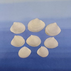 10 CHANNELED DUCK CLAM Seashell ~ Raeta plicatella ~ Delicate ~ Palm Beach & Sanibel Island finds