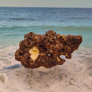 HONEYCOMB TUBEWORM COLONY Choose Palm Beach Find Rock like Honeycomb Texture Mass of Tube worms Cemented sand & shell bits image 7