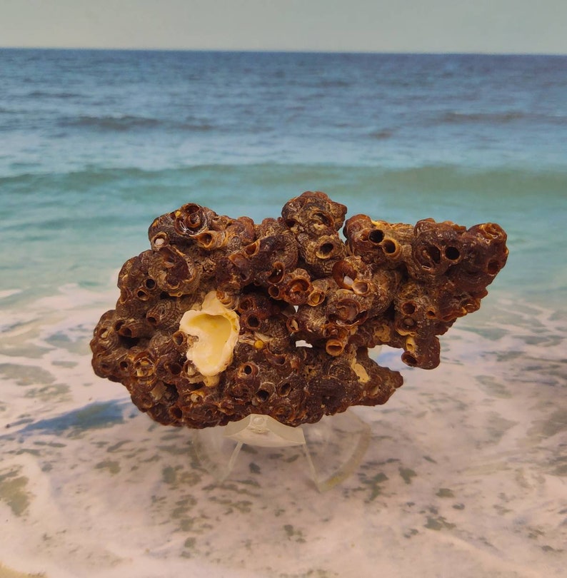 HONEYCOMB TUBEWORM COLONY Choose Palm Beach Find Rock like Honeycomb Texture Mass of Tube worms Cemented sand & shell bits image 7