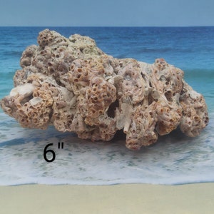 HONEYCOMB TUBEWORM COLONY Choose Palm Beach Find Rock like Honeycomb Texture Mass of Tube worms Cemented sand & shell bits image 9